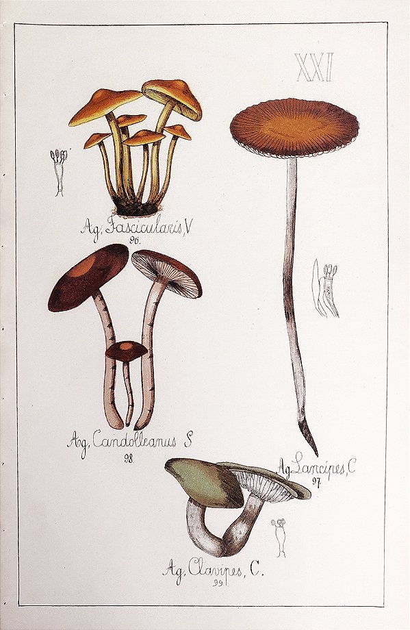 Champignon - Gravura Original, 1881, Figuras de Cogumelos - História Natural
