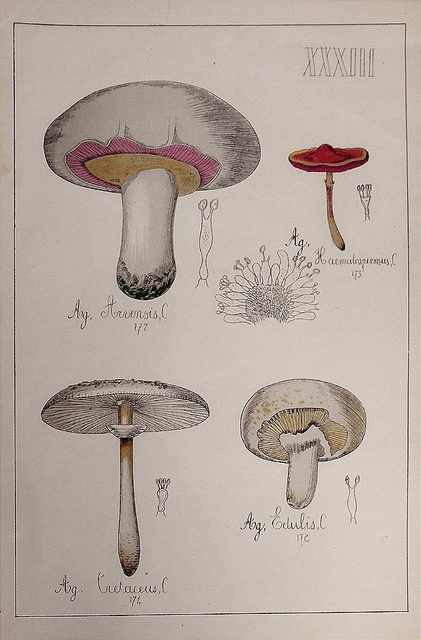 Champignon - Gravura Original de 1881, História natural, Cogumelos