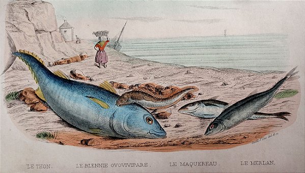 História Natural - Gravura Aquarelada 1846 - Ictiologia, Estudo dos Peixes