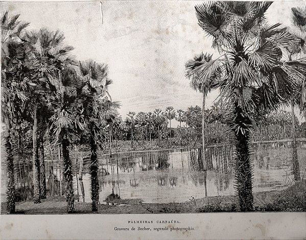 Botânica - Gravura Original 1895 - Palmeiras Carnaúba - Bocher