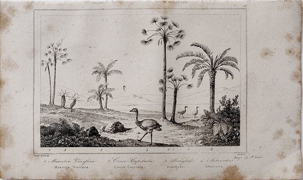 Brasil Império - Botânica – Gravura original de 1837, Mauritia Venifera, Cocos Capitata, Barigudo e Autruches - 240423