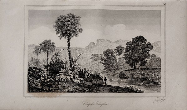 Brasil Império - Botânica – Danvin - Gravura original de 1837 titulada Coripha Cerifera - 240423