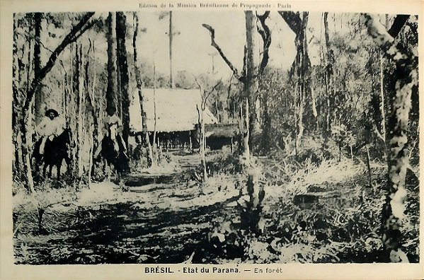 Paraná - Na Floresta - Cartão Postal Antigo Original, Escrito mas Não Circulado