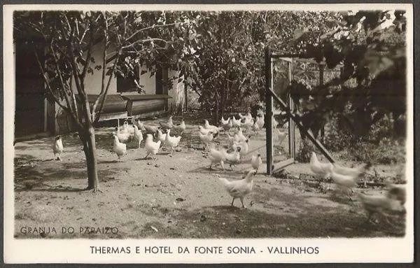 São Paulo - Vallinhos, Thermas Hotel Da Fonte Sonia, Cartão Postal Antigo Fotográfico