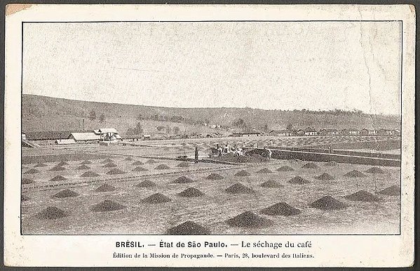 São Paulo - Le Séchage Du Café, Cartão Postal Antigo Original, Tipográfico