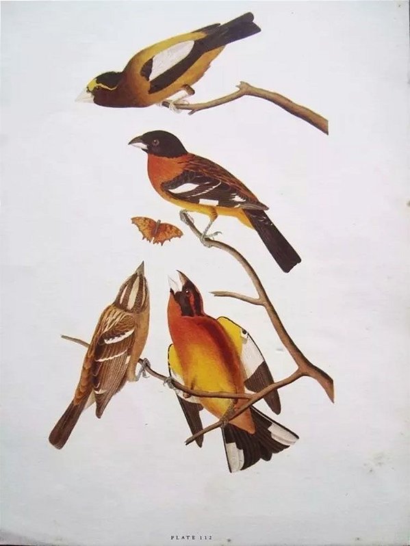 John Gould - Arte em Gravura, Pasta com 4 Litos, Exotics Birds In Color, Pássaros Exóticos