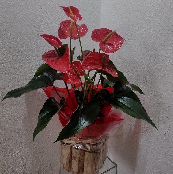 Vaso de Antúrio Plantado