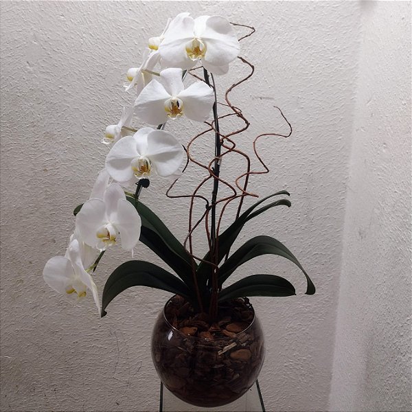 Orquídea Phalaenopsis Branca no Vidro