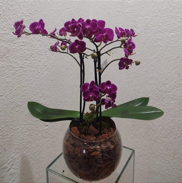 Orquídea Phalaenopsis Mini Roxa no Vidro