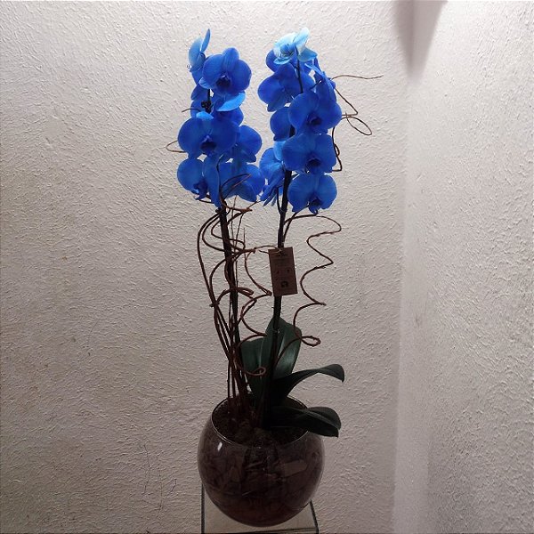 Orquídea Phalaenopsis Azul no Vidro