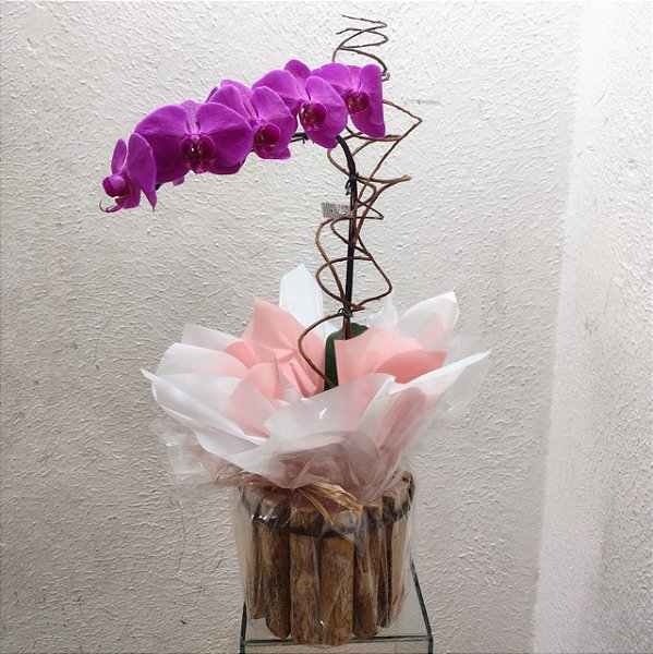 Orquídea Phalaenopsis Roxa no Cachepot de Madeira