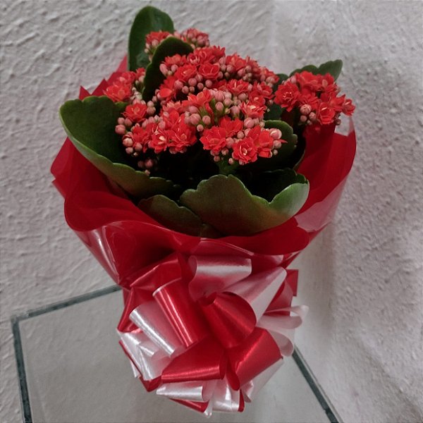 Mini Kalanchoê Vermelho