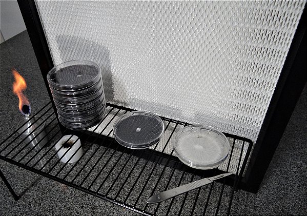 Placas de Petri com ágar abertas na frente do filtro HEPA de um fluxo laminar, ao lado de uma chama