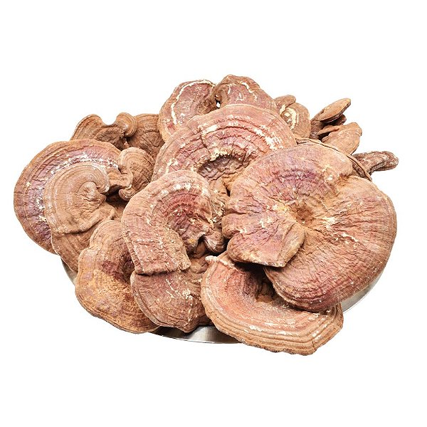 Cogumelo Reishi Atacado.