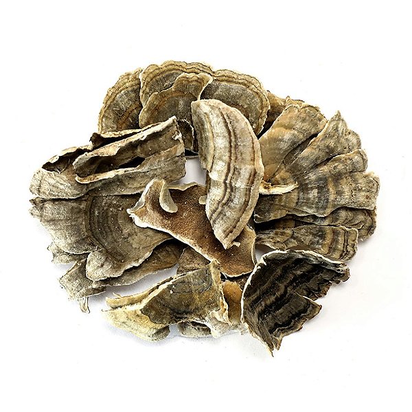 Cogumelo Cauda de Peru Moído. 500g.