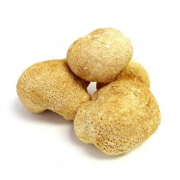 Juba de Leão Desidratado. 1 Kg.