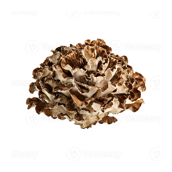 Cogumelo Maitake Desidratado. 500g.