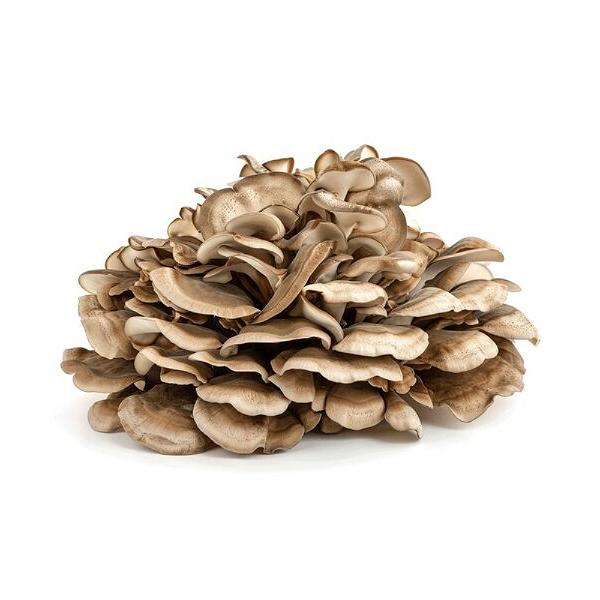 Cogumelo Maitake Desidratado. 500g.