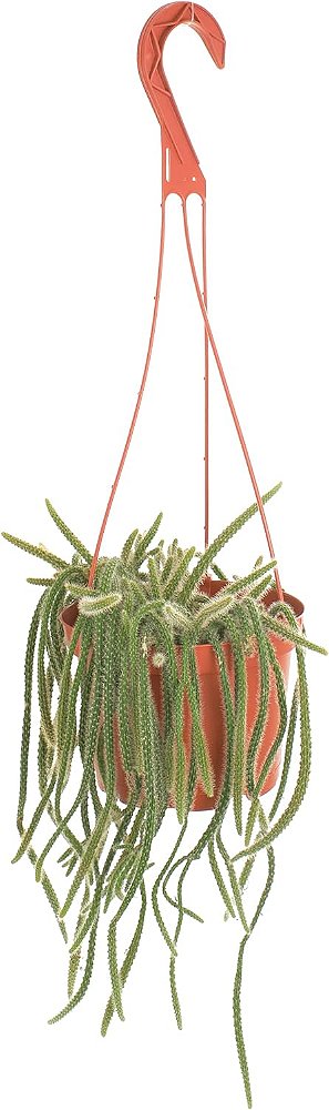 Loja de Suculentas Cacto Raro Rabo de Rato, Aporocactus flagelliformis, Planta de Cacto 6 com Hanger, Planta de Interior de Baixa Manutenção, Cacto Resistente, Presente e J