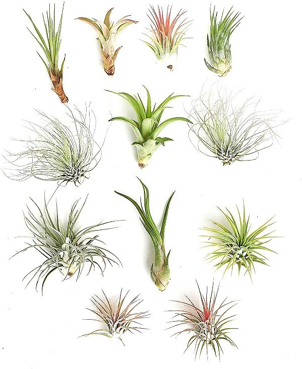 Coleção de Suculentas para Casamento | Pacote Sortido de Tillandsias Vivas em Grande Quantidade | Lindas Plantas Aéreas para Lembrancinhas, Buquês e Decoração