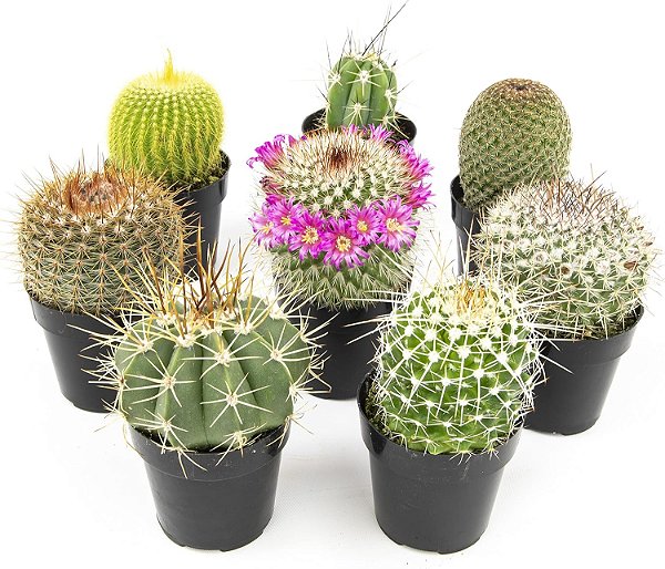 Plantas Suculentas de Cacto Variadas ao Vivo para Decoração (8 unidades), Plantas Suculentas Cacto ao Vivo em Solo para Cacto, Plantas de Cacto ao Vivo em vaso de Solo para Cacto.