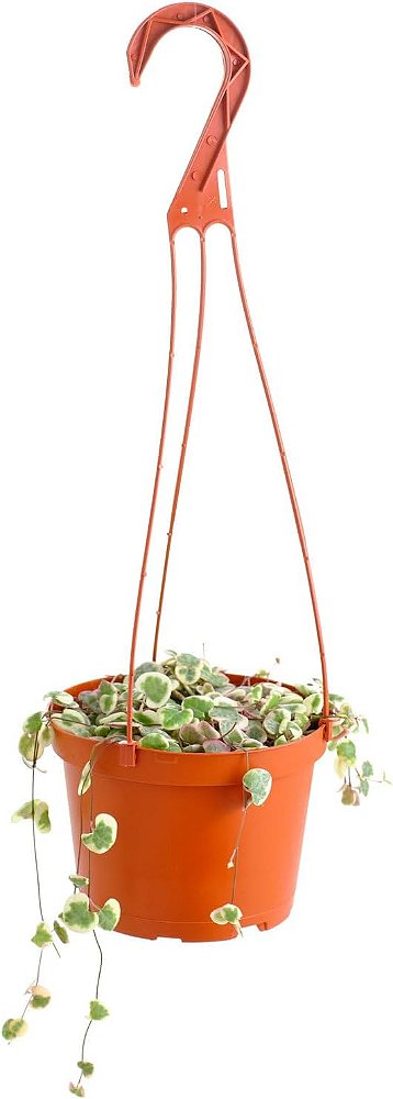 Cactos raro de Corações Variegados pendurados da Shop Succulents, Ceropegia Woodii Variegata, planta de suculenta viva enraizada completamente em vaso de 6 com suporte, planta de interior de baixa manuten