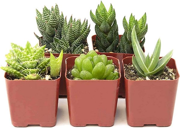 Coleção de Haworthia da loja de suculentas | Variedade de Plantas Suculentas de Aloe em Miniatura, Atraentes e Totalmente Enraizadas, Selecionadas à Mão para Ambientes Internos, Pacote com 5 unidades