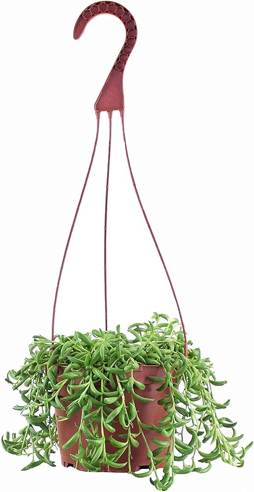 Compre Suculentas | Coleção Rasteira | Cordão de Bananas Único Cascante, Planta Suculenta Viva de Interior Totalmente Enraizada e Selecionada à Mão em um Vaso de 6, Individual