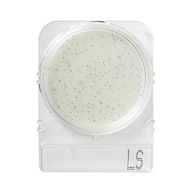 COMPACT DRY LS LISTERIA SPP