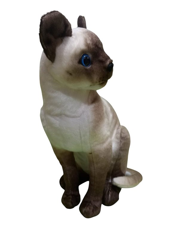 Gato siamês