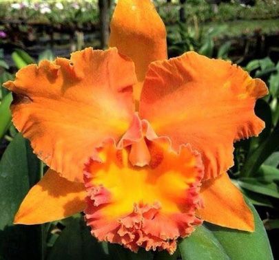 Rlc. Suvarnabhumi Delight