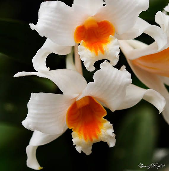 Dendobrium Roseiodorum
