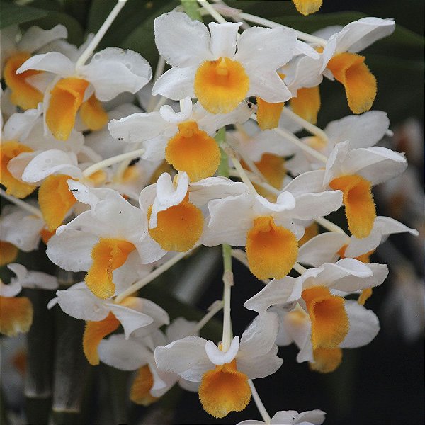 Dendrobium Thyrsiflorum x Mousme