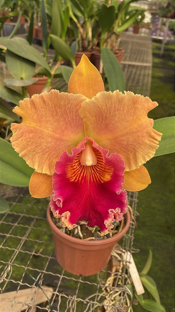 Blc. Miriam Suzuki 'Orange Crush' - Adulta