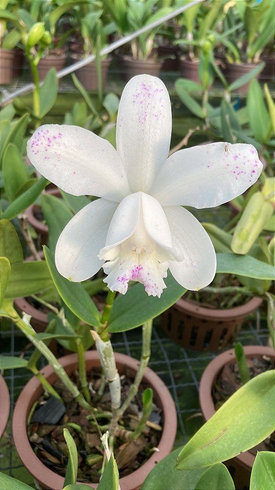 Cattleya intermédia alba Puntata