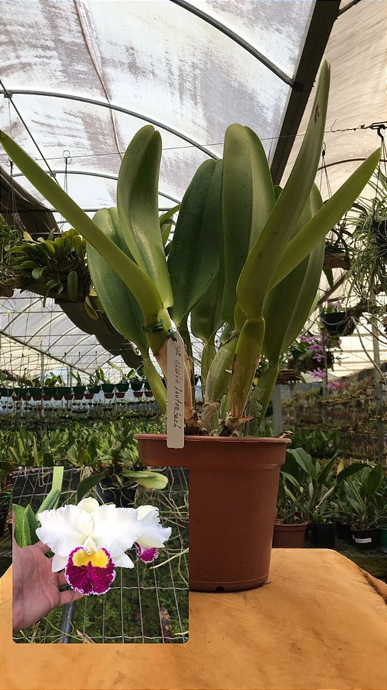 Cattleya Sheila Lauterbach - Adulta Pote 17