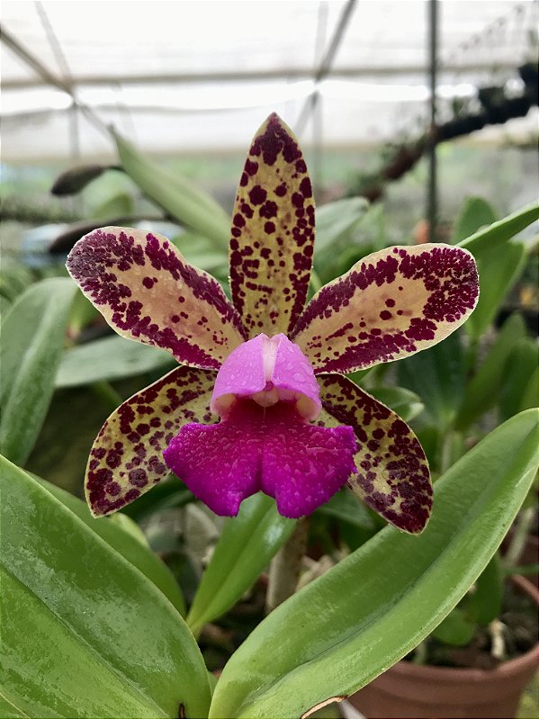 Cattleya Nobiles Wax Toy X C. Cruzeiro Do Sul - Orquidario Itaipava