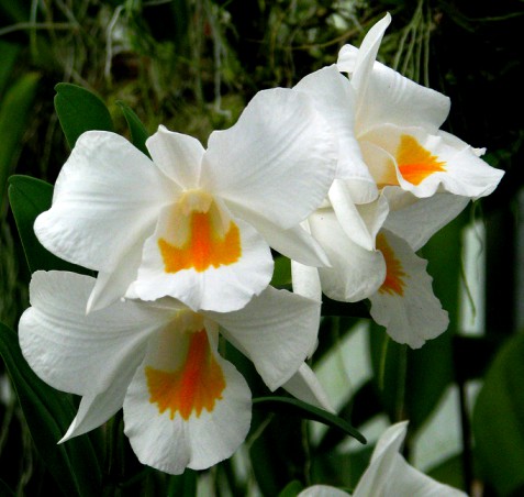 Dendrobium Formidable