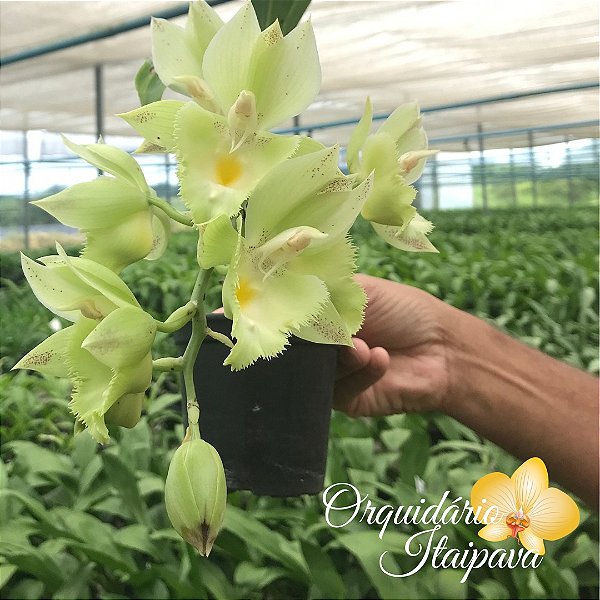 Catasetum Elaine Chambers