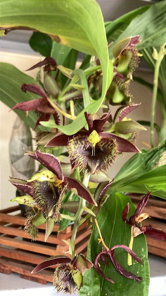 Catasetum Euzimar Filho