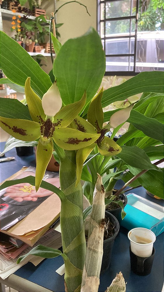 Cycnoches Pentadactylon