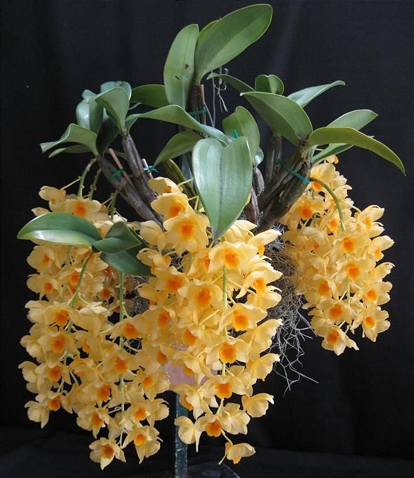 Dendrobium Griffithianum Pote 14