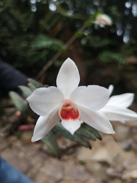 Dendrobium Trankimianum
