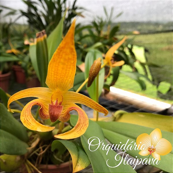 Bulbophyllum Lobbii