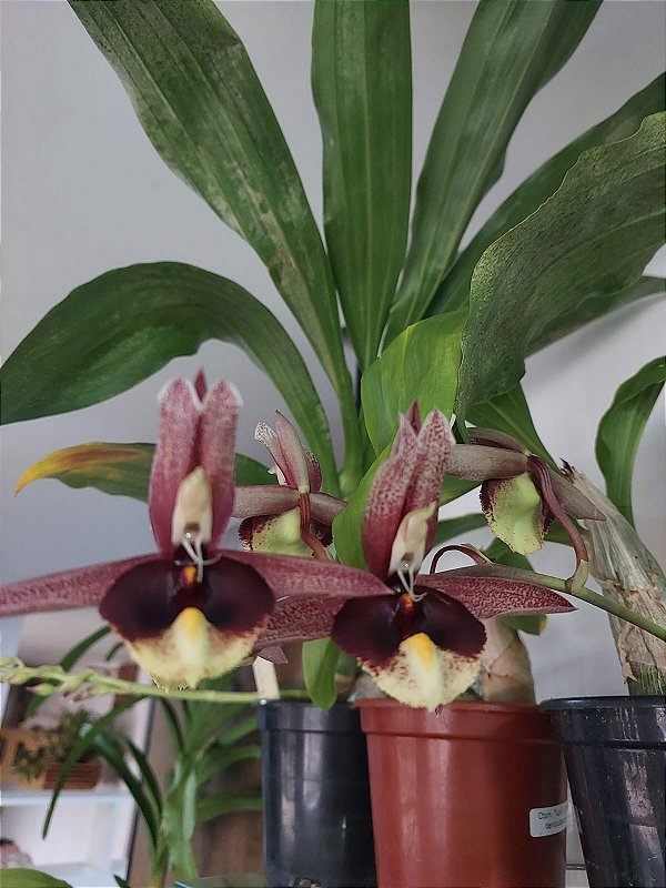Catasetum Broga Black Lepard