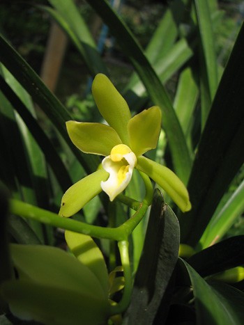 Cymbidium finlaysonianum alba