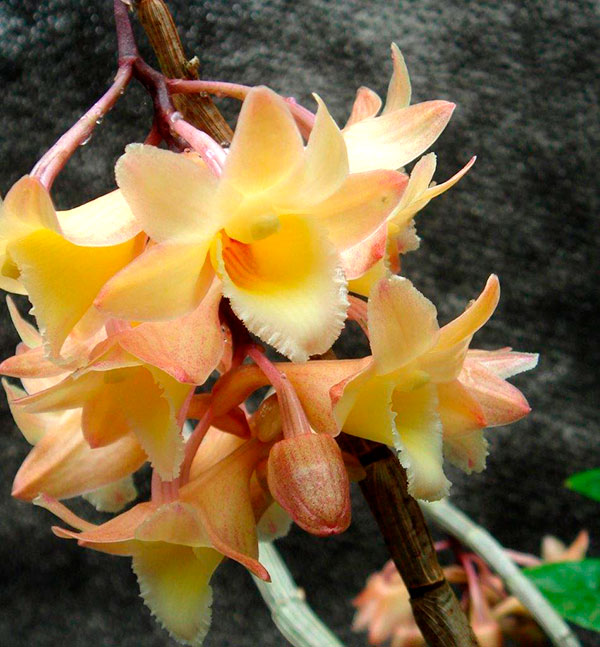 Dendrobium Lampongense - Pote 10
