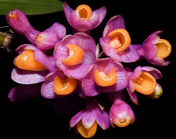 Dendrobium Obtusum - Pote 10