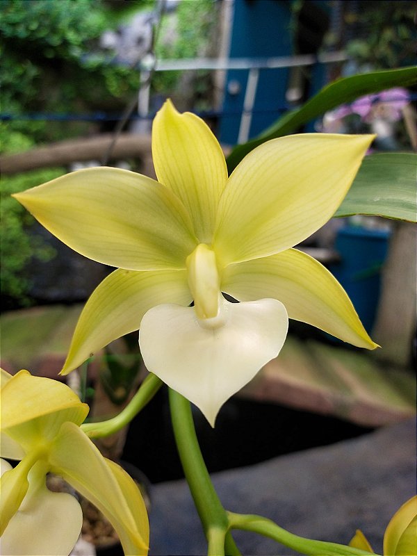 Cycnodes Lorraine Lee