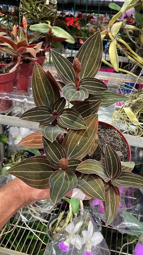 Ludisia Discolor - Planta adulta